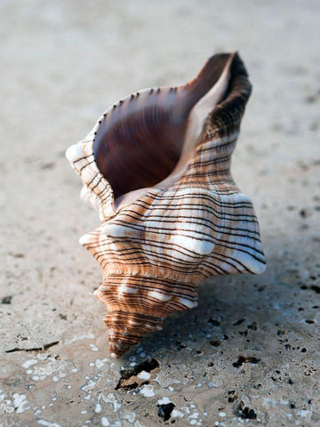 Gifts of the Shore II Black Ornate Wood Framed Art Print with Double Matting by Ray, Elena