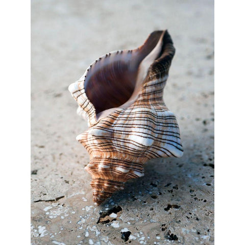 Gifts of the Shore II White Modern Wood Framed Art Print by Ray, Elena