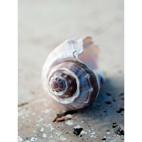 Gifts of the Shore III White Modern Wood Framed Art Print by Ray, Elena