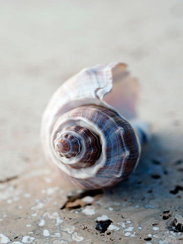 Gifts of the Shore III Black Ornate Wood Framed Art Print with Double Matting by Ray, Elena