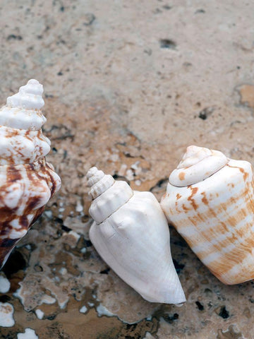 Gifts of the Shore IV White Modern Wood Framed Art Print with Double Matting by Ray, Elena