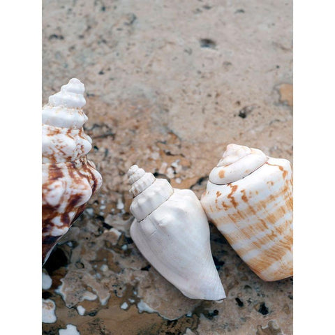 Gifts of the Shore IV Black Modern Wood Framed Art Print with Double Matting by Ray, Elena