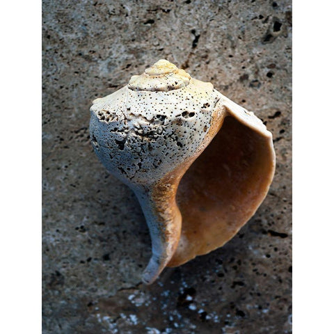 Gifts of the Shore V Black Modern Wood Framed Art Print with Double Matting by Ray, Elena