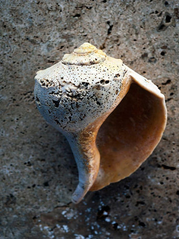 Gifts of the Shore V Black Ornate Wood Framed Art Print with Double Matting by Ray, Elena