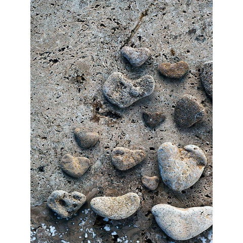 Gifts of the Shore VI Gold Ornate Wood Framed Art Print with Double Matting by Ray, Elena