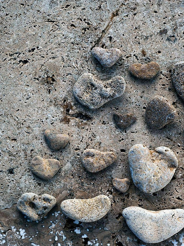 Gifts of the Shore VI Black Ornate Wood Framed Art Print with Double Matting by Ray, Elena