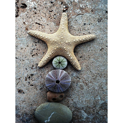 Gifts of the Shore VII White Modern Wood Framed Art Print by Ray, Elena