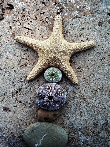 Gifts of the Shore VII Black Ornate Wood Framed Art Print with Double Matting by Ray, Elena