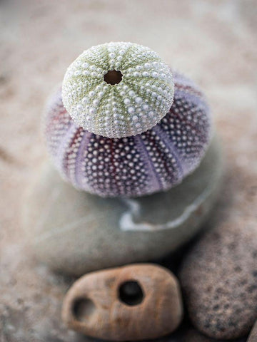 Gifts of the Shore VIII Black Ornate Wood Framed Art Print with Double Matting by Ray, Elena