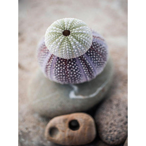 Gifts of the Shore VIII Black Modern Wood Framed Art Print with Double Matting by Ray, Elena