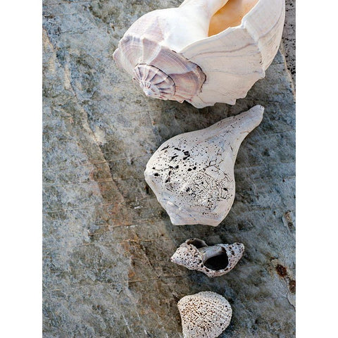 Gifts of the Shore IX White Modern Wood Framed Art Print by Ray, Elena