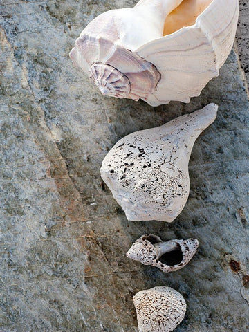 Gifts of the Shore IX Black Ornate Wood Framed Art Print with Double Matting by Ray, Elena