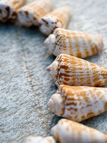 Gifts of the Shore X White Modern Wood Framed Art Print with Double Matting by Ray, Elena