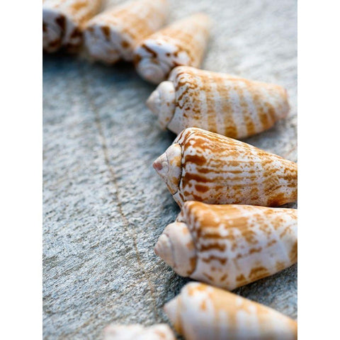 Gifts of the Shore X White Modern Wood Framed Art Print by Ray, Elena