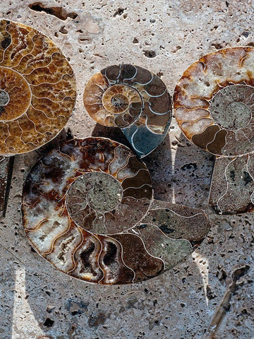 Gifts of the Shore XI Black Ornate Wood Framed Art Print with Double Matting by Ray, Elena