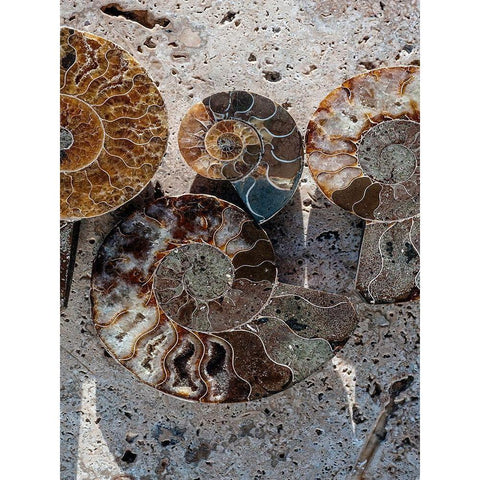 Gifts of the Shore XI Gold Ornate Wood Framed Art Print with Double Matting by Ray, Elena