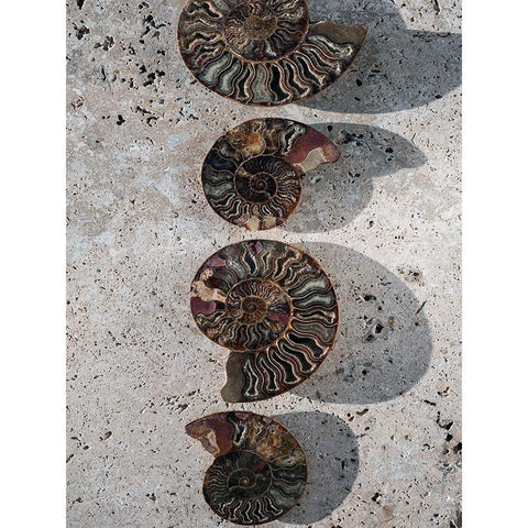 Gifts of the Shore XII Gold Ornate Wood Framed Art Print with Double Matting by Ray, Elena