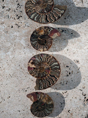 Gifts of the Shore XII Black Ornate Wood Framed Art Print with Double Matting by Ray, Elena