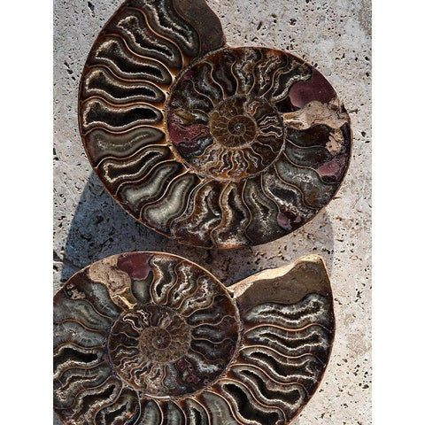 Gifts of the Shore XIII Gold Ornate Wood Framed Art Print with Double Matting by Ray, Elena