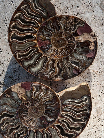 Gifts of the Shore XIII White Modern Wood Framed Art Print with Double Matting by Ray, Elena