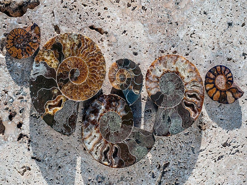 Gifts of the Shore XIV Black Ornate Wood Framed Art Print with Double Matting by Ray, Elena