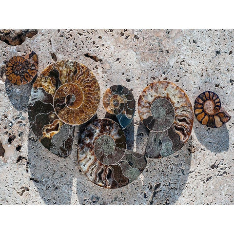 Gifts of the Shore XIV Black Modern Wood Framed Art Print by Ray, Elena