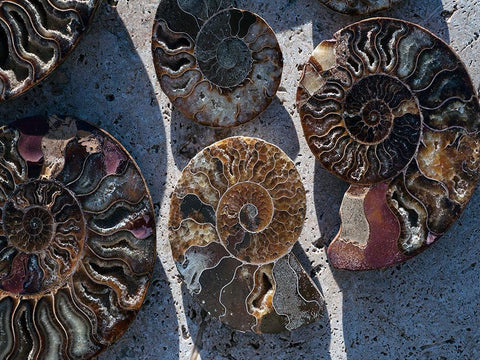 Gifts of the Shore XV Black Ornate Wood Framed Art Print with Double Matting by Ray, Elena