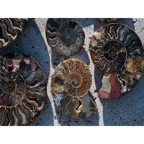 Gifts of the Shore XV Gold Ornate Wood Framed Art Print with Double Matting by Ray, Elena