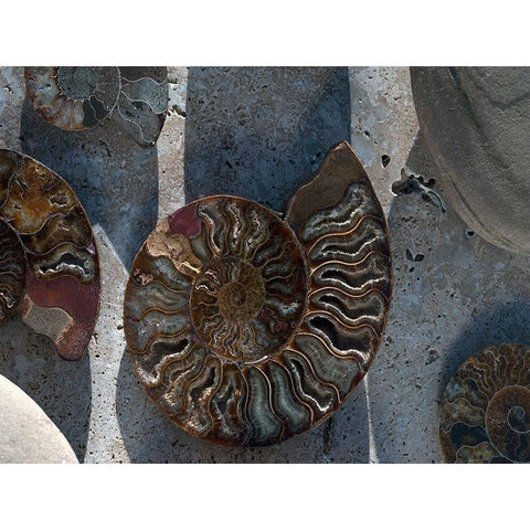 Gifts of the Shore XVI Black Modern Wood Framed Art Print with Double Matting by Ray, Elena