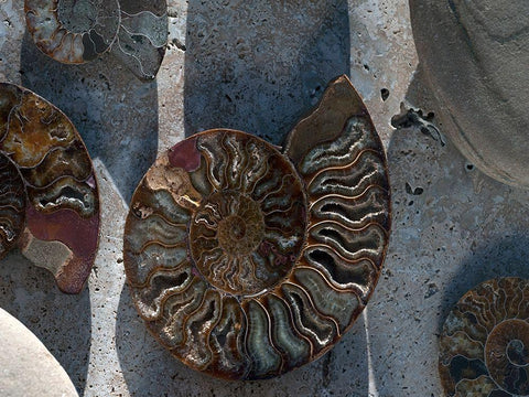 Gifts of the Shore XVI White Modern Wood Framed Art Print with Double Matting by Ray, Elena