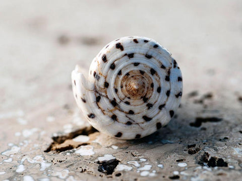 Gifts of the Shore XVII Black Ornate Wood Framed Art Print with Double Matting by Ray, Elena