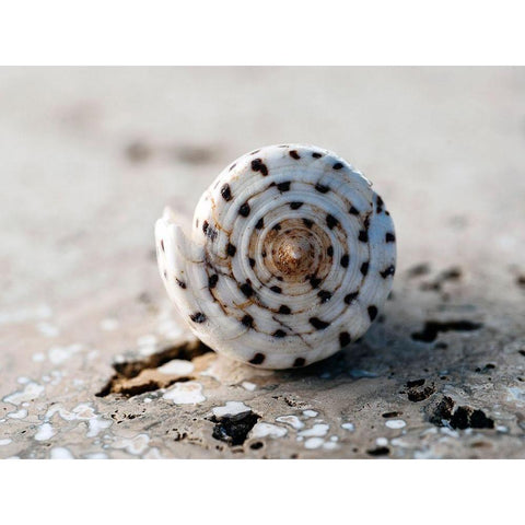 Gifts of the Shore XVII White Modern Wood Framed Art Print by Ray, Elena