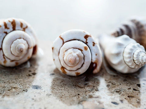 Gifts of the Shore XVIII White Modern Wood Framed Art Print with Double Matting by Ray, Elena