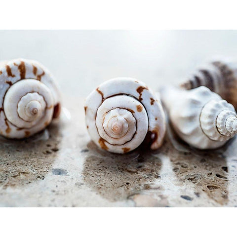 Gifts of the Shore XVIII Gold Ornate Wood Framed Art Print with Double Matting by Ray, Elena