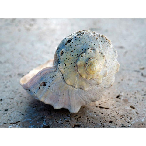 Gifts of the Shore XIX Black Modern Wood Framed Art Print with Double Matting by Ray, Elena