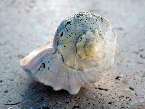 Gifts of the Shore XIX White Modern Wood Framed Art Print with Double Matting by Ray, Elena