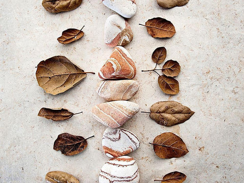 Gifts of the Earth V White Modern Wood Framed Art Print with Double Matting by Ray, Elena