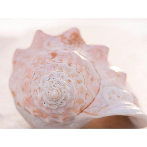 Shell Portrait I White Modern Wood Framed Art Print by Ray, Elena