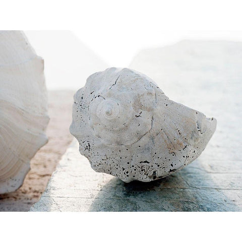 Shell Portrait II White Modern Wood Framed Art Print by Ray, Elena