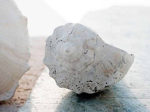 Shell Portrait II White Modern Wood Framed Art Print with Double Matting by Ray, Elena