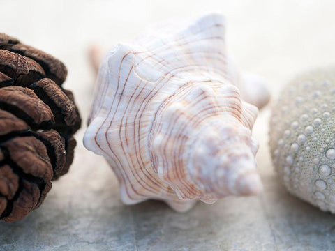 Shell Portrait III White Modern Wood Framed Art Print with Double Matting by Ray, Elena