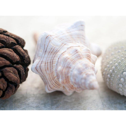 Shell Portrait III Black Modern Wood Framed Art Print by Ray, Elena