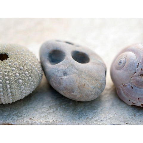 Shell Portrait IV White Modern Wood Framed Art Print by Ray, Elena