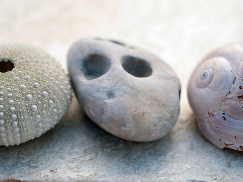 Shell Portrait IV White Modern Wood Framed Art Print with Double Matting by Ray, Elena