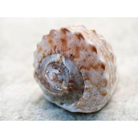 Shell Portrait V White Modern Wood Framed Art Print by Ray, Elena