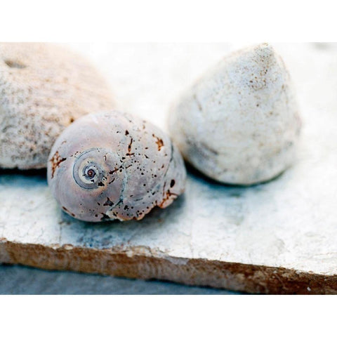 Shell Portrait VI White Modern Wood Framed Art Print by Ray, Elena