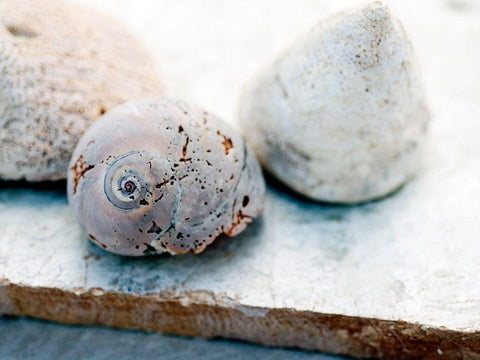 Shell Portrait VI Black Ornate Wood Framed Art Print with Double Matting by Ray, Elena