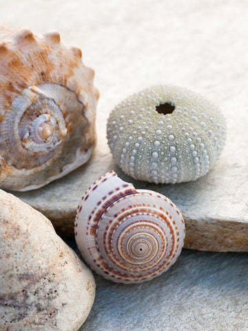 Shell Portrait VII White Modern Wood Framed Art Print with Double Matting by Ray, Elena