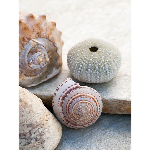 Shell Portrait VII White Modern Wood Framed Art Print by Ray, Elena