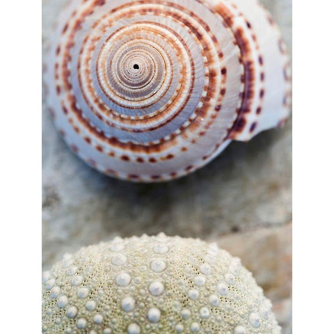 Shell Portrait VIII Black Modern Wood Framed Art Print with Double Matting by Ray, Elena